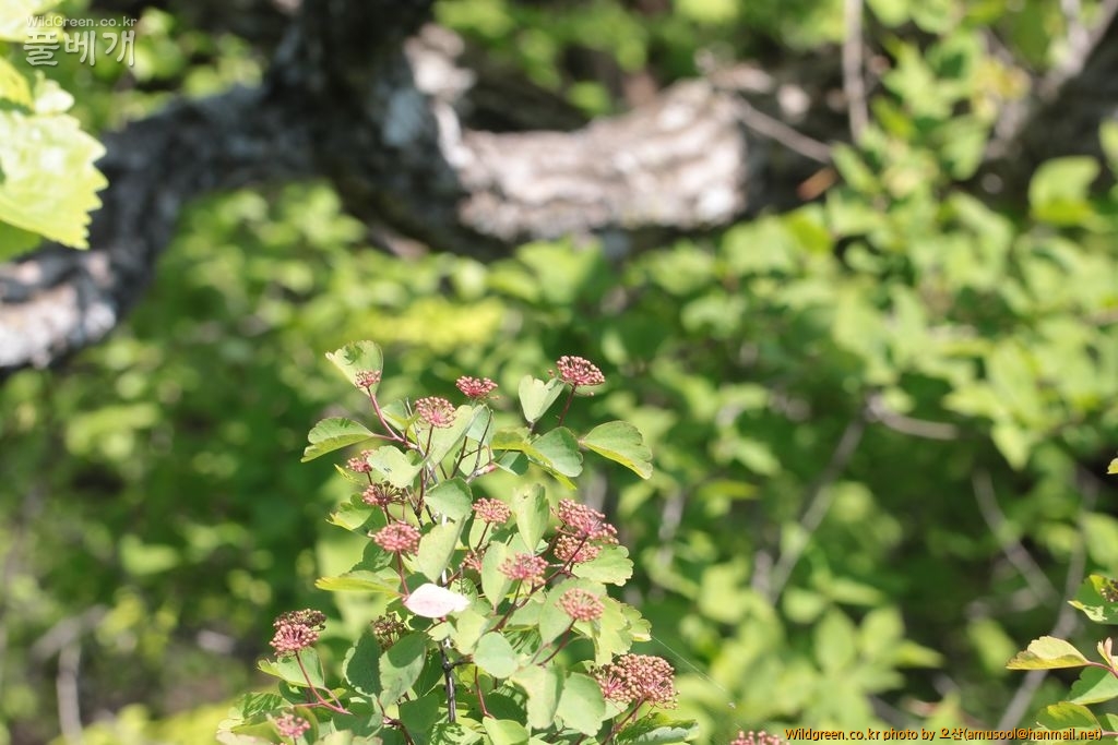 IMG_9007.JPG : 산조팝나무