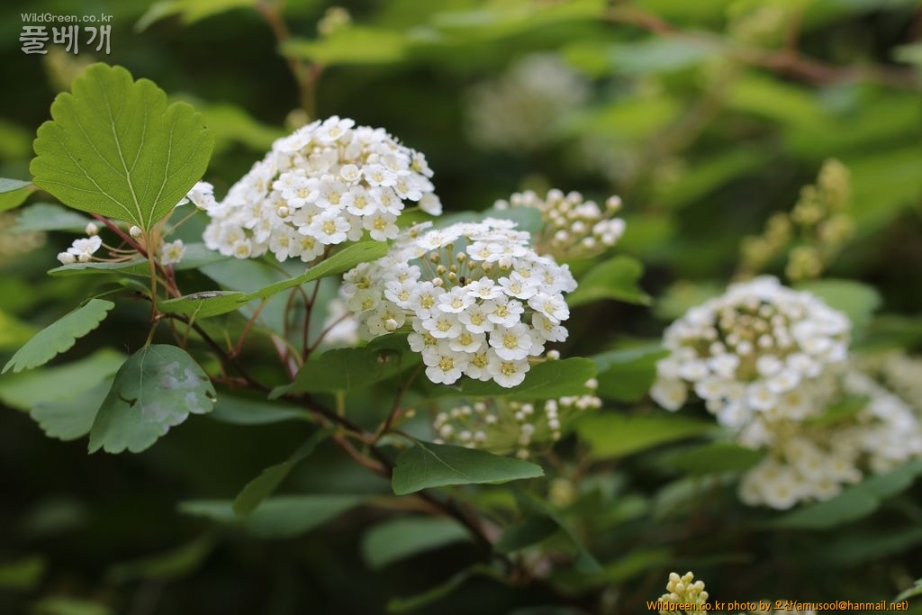 IMG_8687.JPG : 산조팝나무