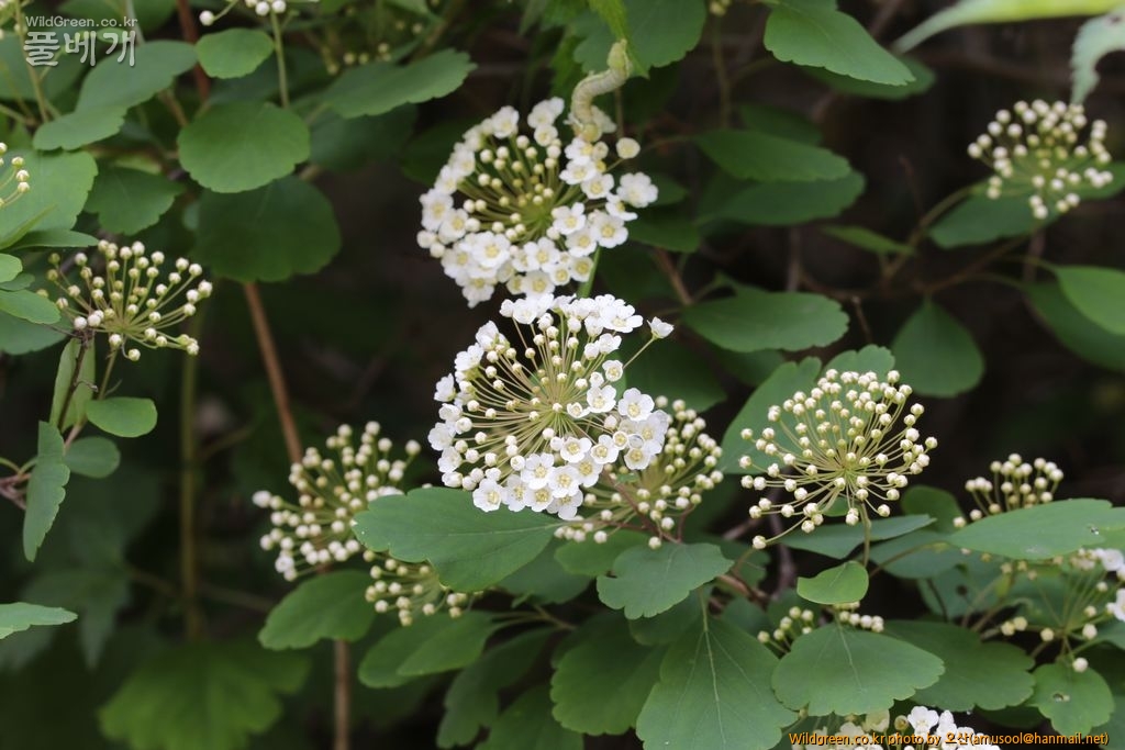 IMG_8675.JPG : 산조팝나무