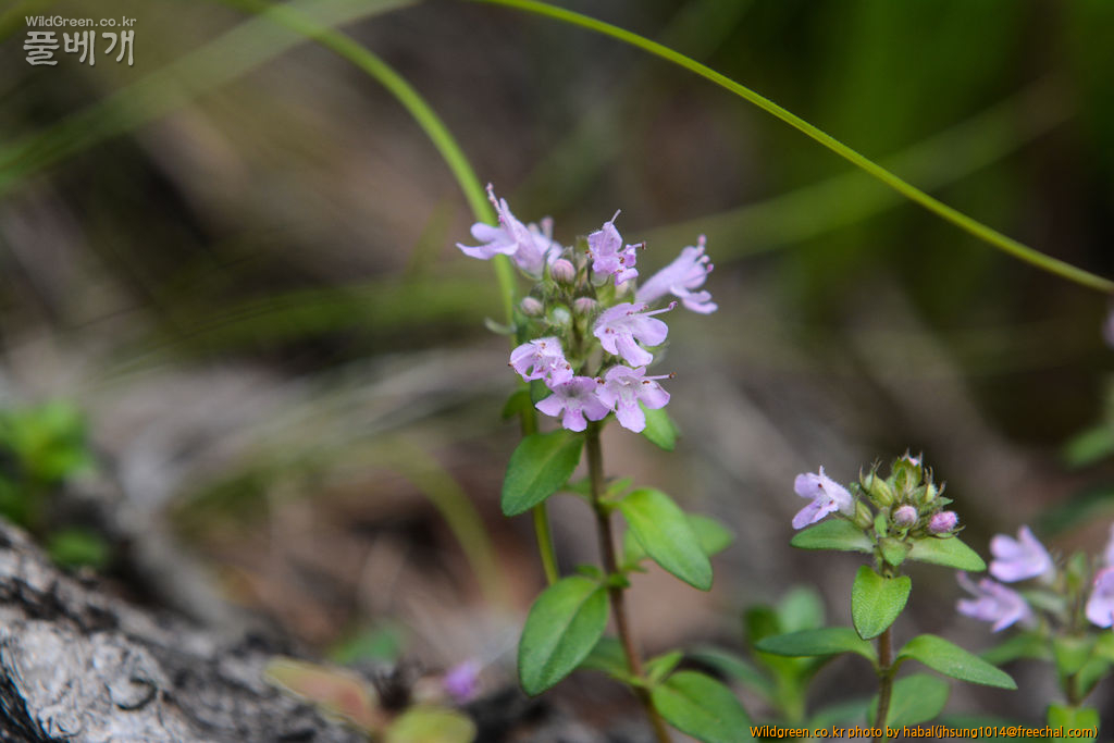 백리향 (2).jpg : 엊그제........... 백리향 (2).jpg : 엊그제...........