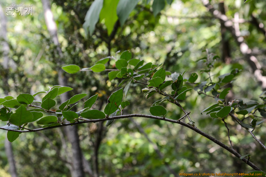 둥근잎개야광나무 (3).jpg : 엊그제........... 둥근잎개야광나무 (3).jpg : 엊그제...........