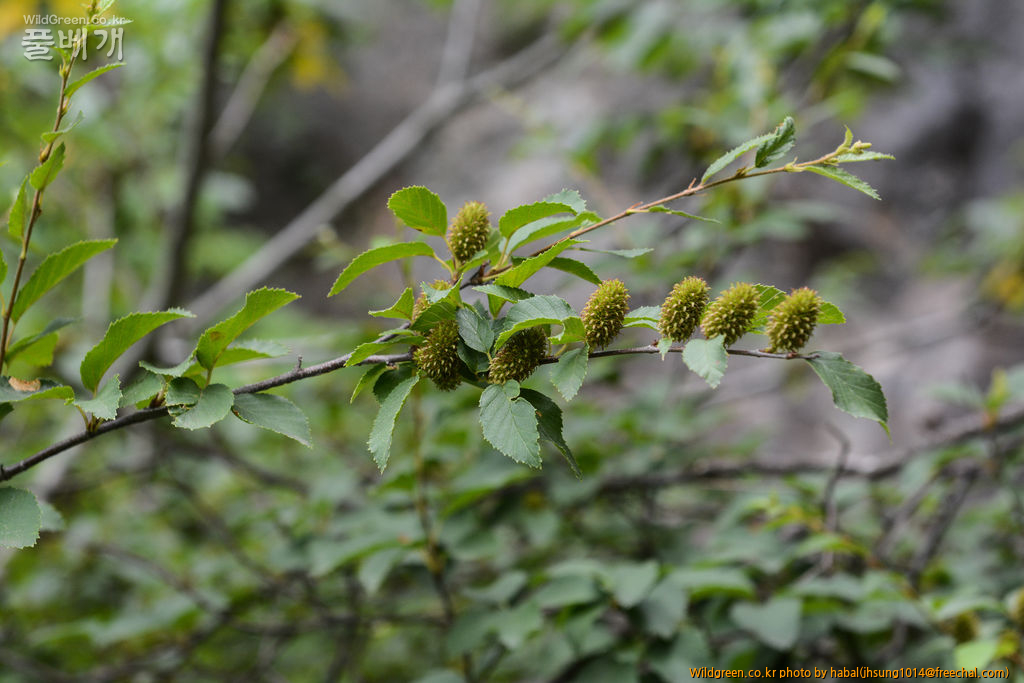 개박달나무 (4).jpg : 엊그제........... 개박달나무 (4).jpg : 엊그제...........