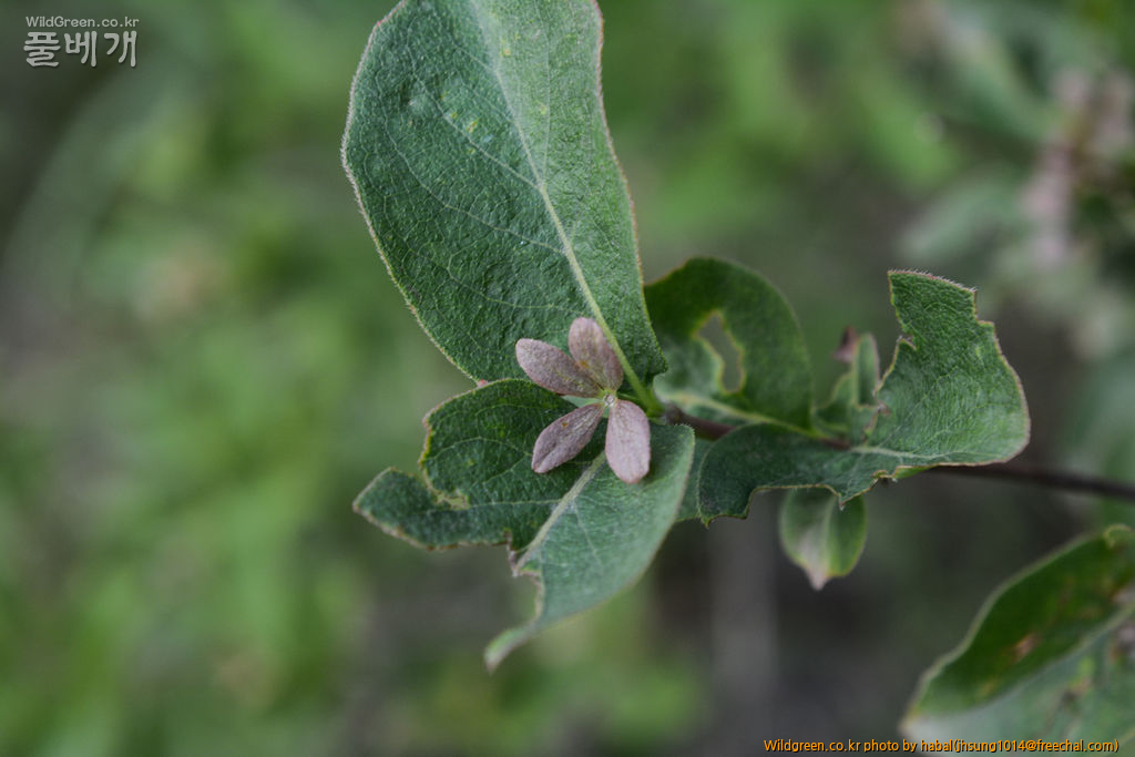털댕강나무 (3).jpg : 엊그제........... 털댕강나무 (3).jpg : 엊그제...........