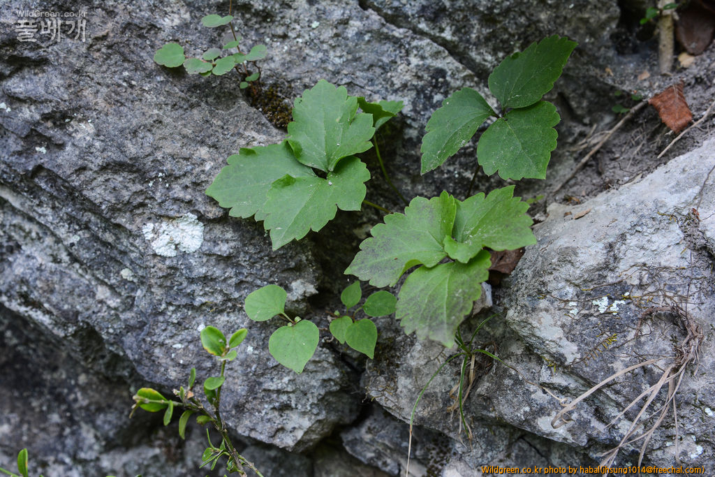 바위종덩굴 (1).jpg : 엊그제........... 바위종덩굴 (1).jpg : 엊그제...........