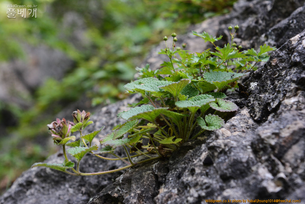 벌깨풀 (7).jpg : 엊그제........... 벌깨풀 (7).jpg : 엊그제...........