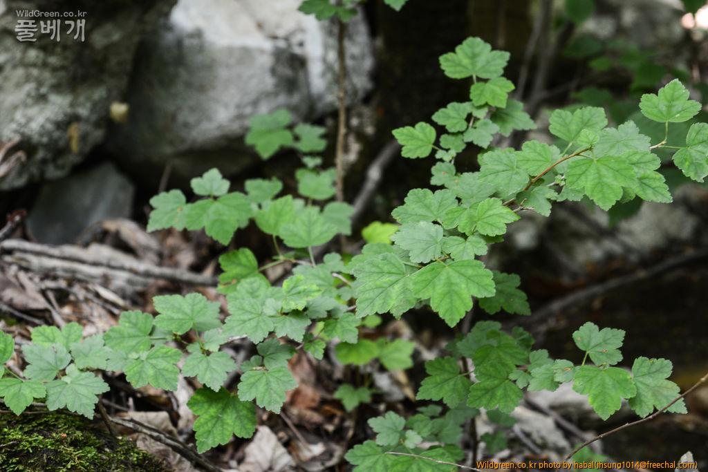 꼬리까치밥나무 (1).jpg : 엊그제........... 꼬리까치밥나무 (1).jpg : 엊그제...........
