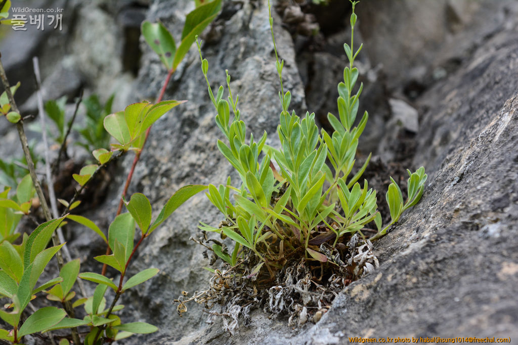 가는대나물 (3).jpg : 엊그제........... 가는대나물 (3).jpg : 엊그제...........