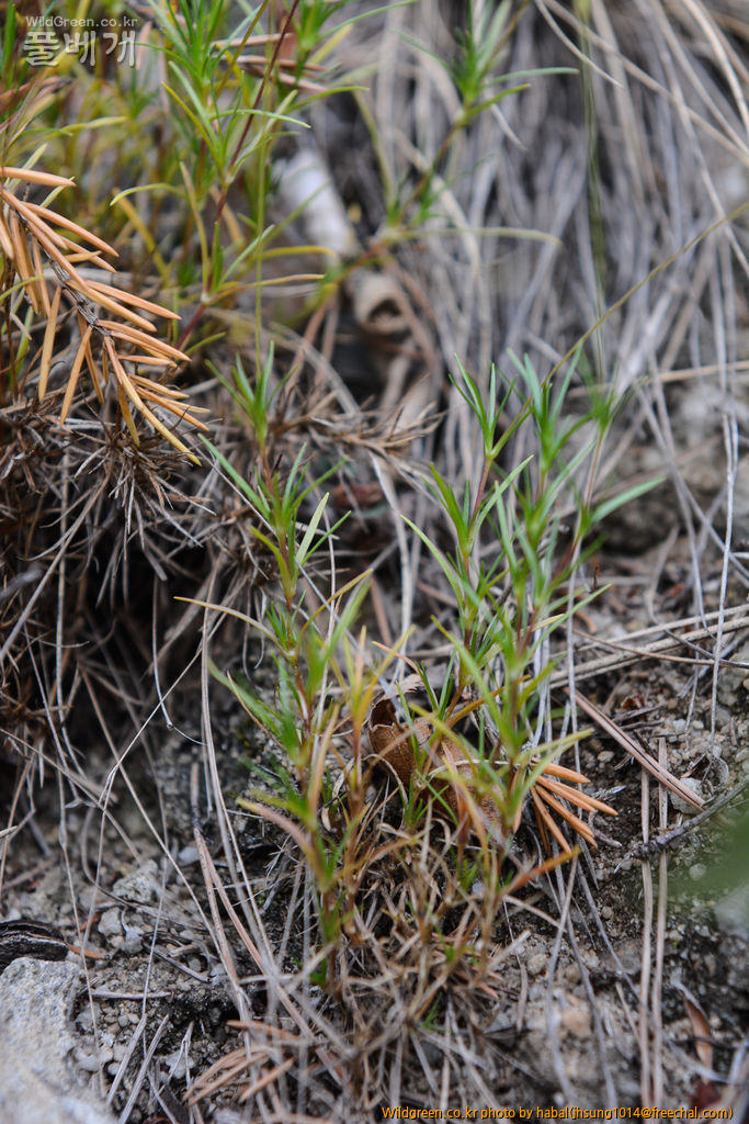 삼수개미자리 (6).jpg : 엊그제........... 삼수개미자리 (6).jpg : 엊그제...........