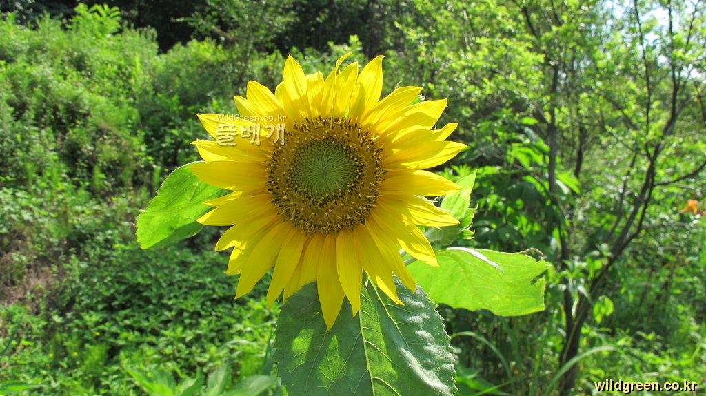 si720 006.jpg : 밭 작물들~