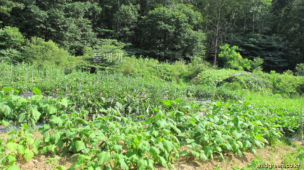 si720 001.jpg : 밭 작물들~