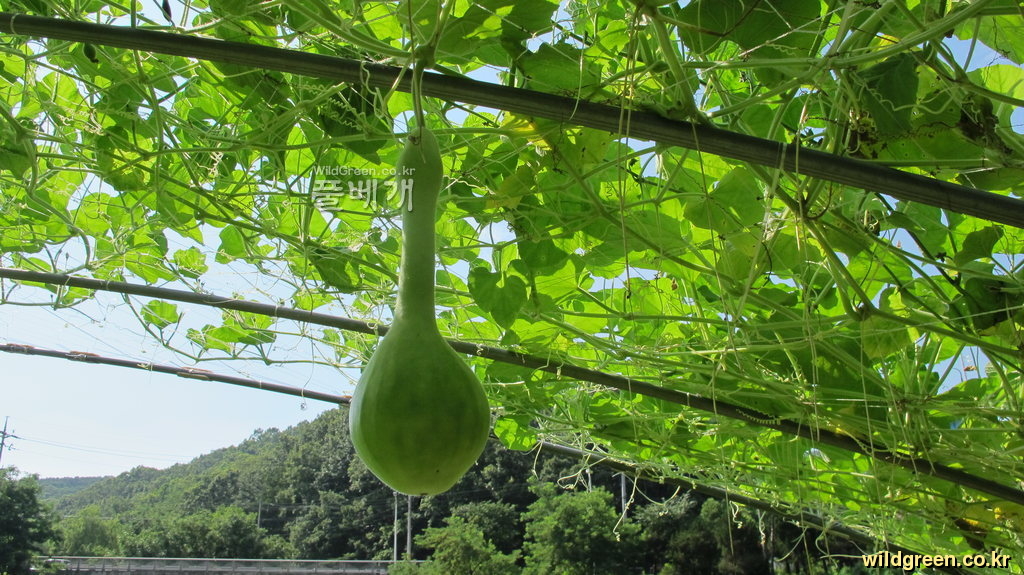 si720 004.jpg : 밭 작물들~