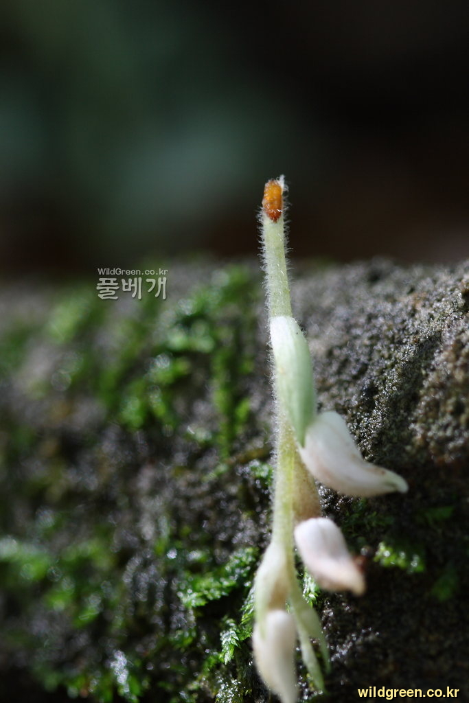 사철란_9493.JPG : 이런일이.....