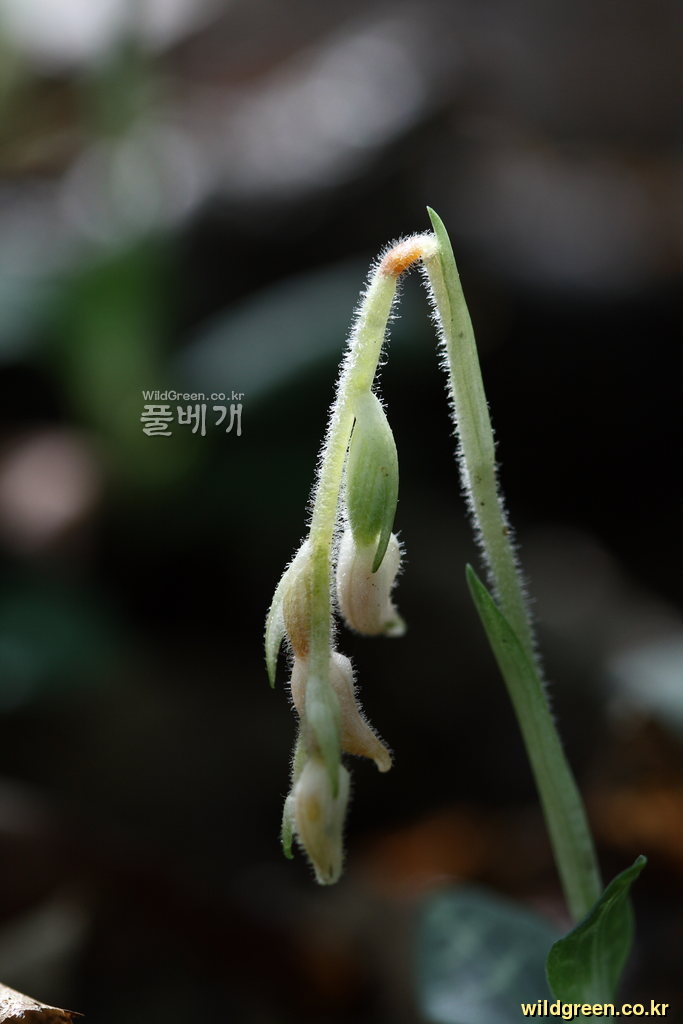 사철란_9490(번데기).JPG : 이런일이.....