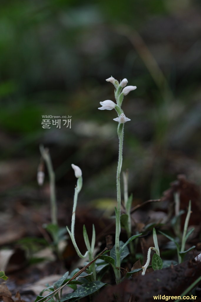 사철란_9507.JPG : 이런일이.....