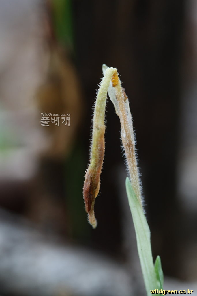 사철란_9504.JPG : 이런일이.....