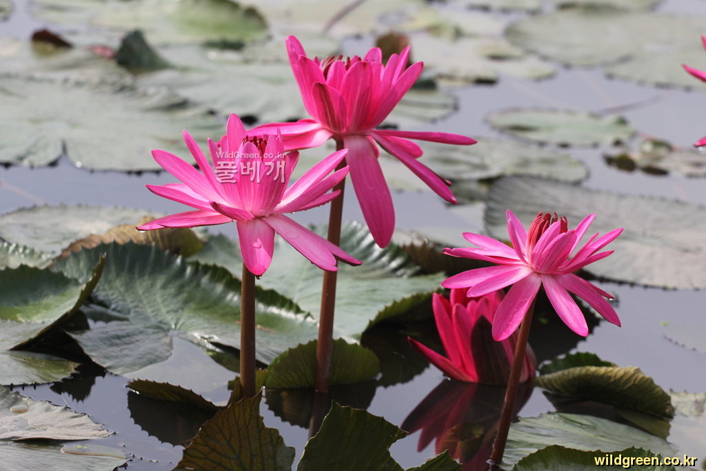 sl821 017.jpg : 수련-프림랩