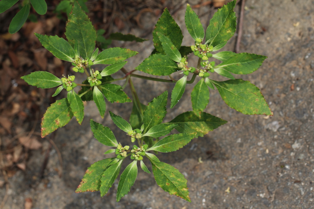 2021.07.23 톱니대극 (2).JPG