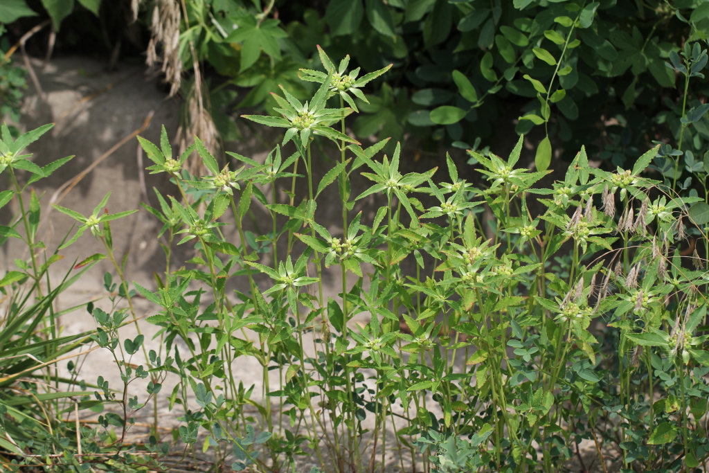 2021.07.23 톱니대극 (1).JPG