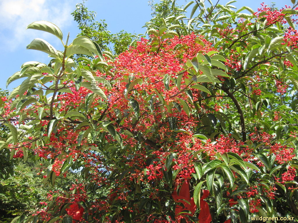 20110707 250.jpg : 날씨가 너무 좋아 어떻게 할까요? 20110707 250.jpg : 날씨가 너무 좋아 어떻게 할까요?