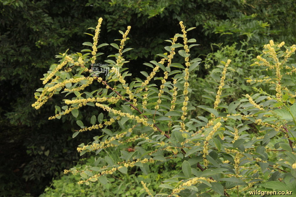 광대싸리 (11).jpg : 광대싸리