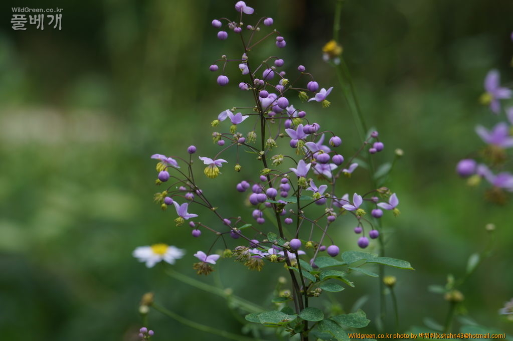 DSC05305.JPG : 금꿩의 다리