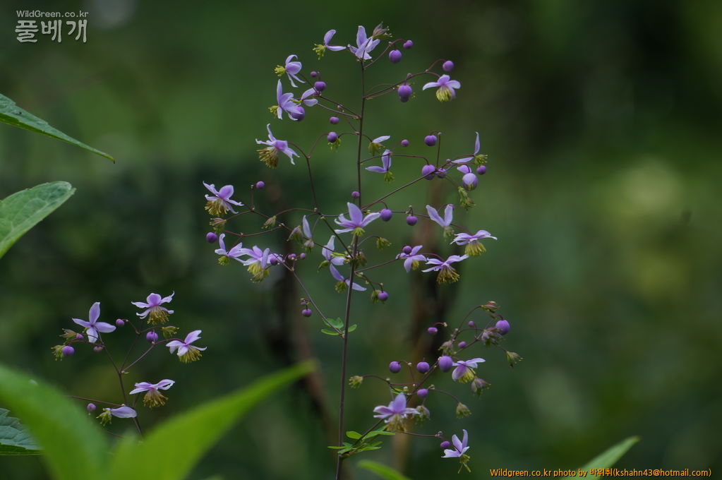 DSC05303.JPG : 금꿩의 다리