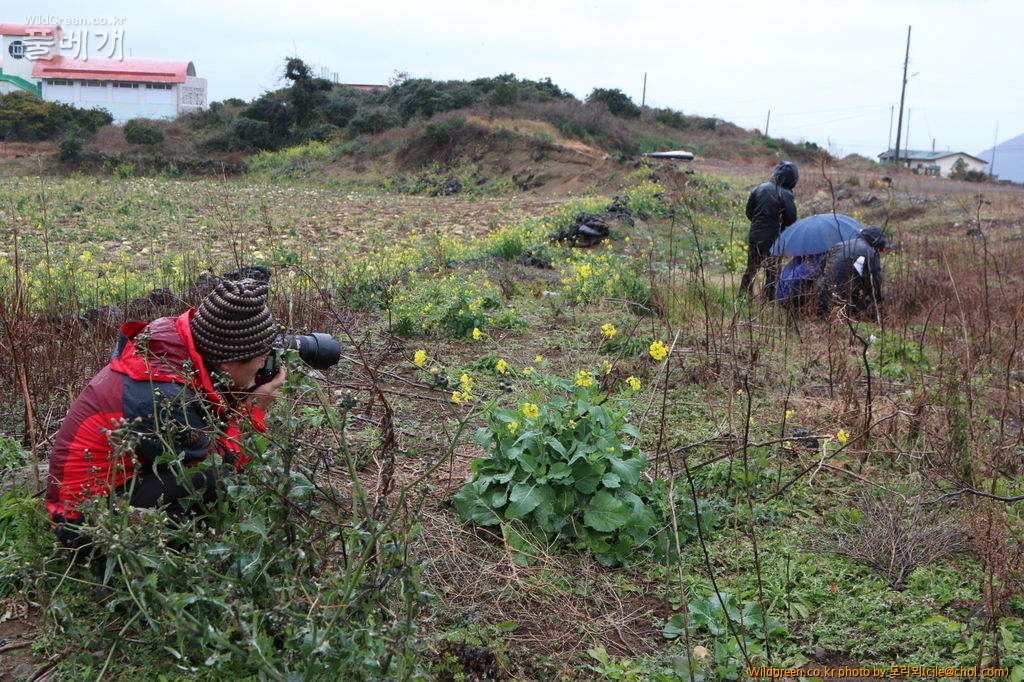 mcjle150115 제주 461.JPG : 탐라의 1월