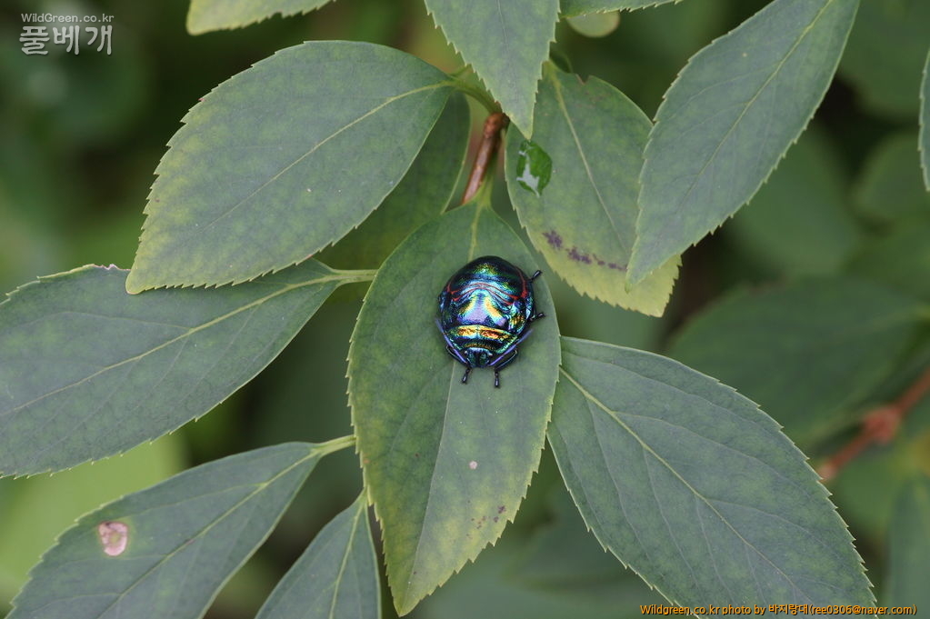 DSC02080.JPG : 처음 보는............