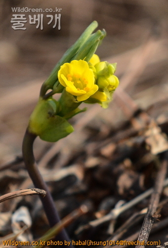 한계령풀 (1).jpg : 성급한 놈들