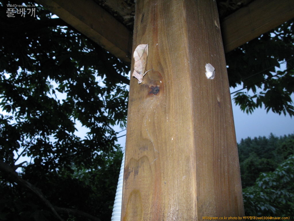 20120606 189.jpg : 밤동무2