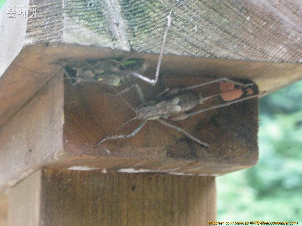 20120606 204.jpg : 밤동무2