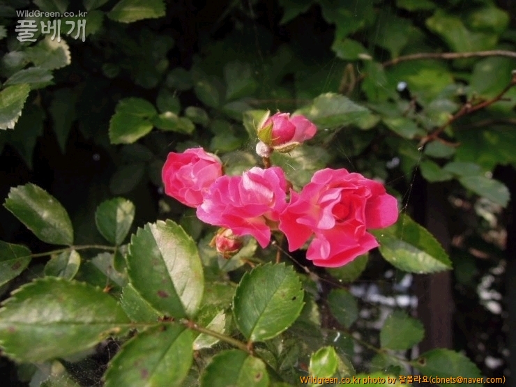 2015-06-14 17;33;19.jpg : 붉은찔레꽃