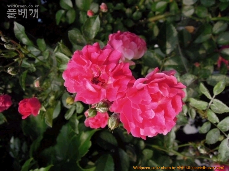 2015-06-14 17;33;29.jpg : 붉은찔레꽃