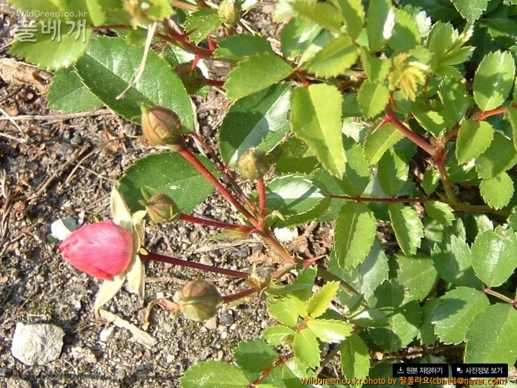 2015-06-14 17;33;44.jpg : 붉은찔레꽃