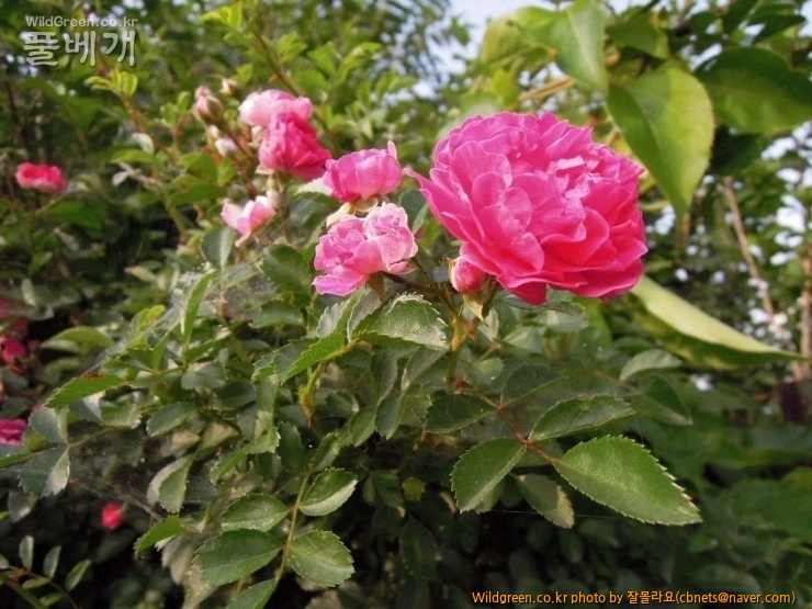 2015-06-14 17;33;08.jpg : 붉은찔레꽃