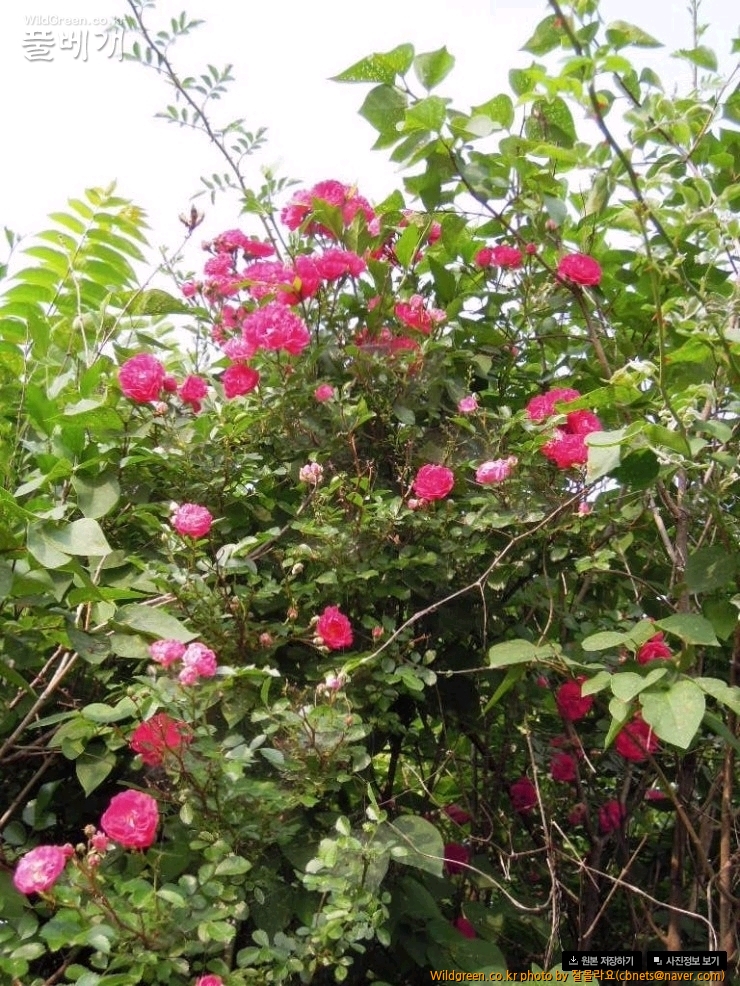 2015-06-14 17;32;59.jpg : 붉은찔레꽃