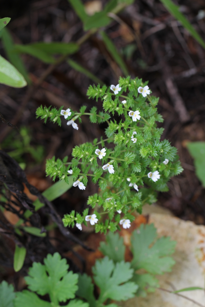 2021.09.04 큰산좁쌀풀 (7).JPG