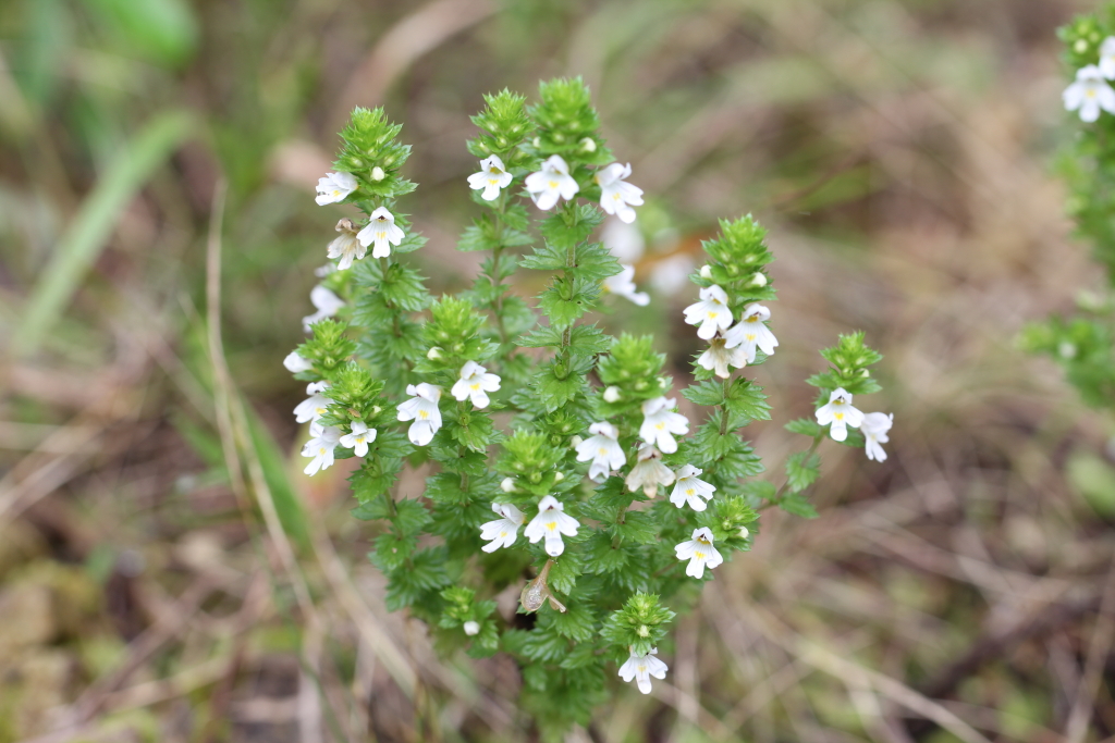 2021.09.04 큰산좁쌀풀 (11).JPG