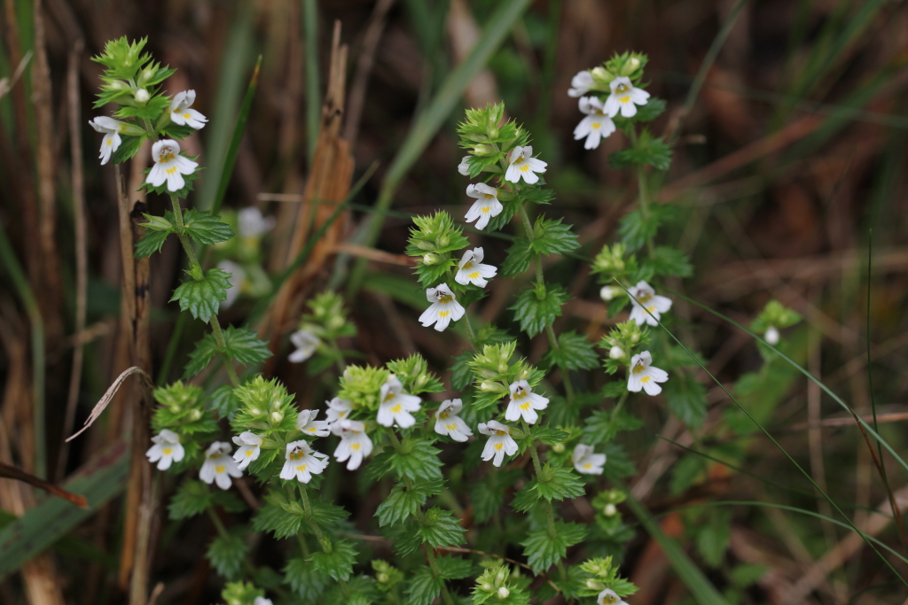 2021.09.04 큰산좁쌀풀 (9).JPG