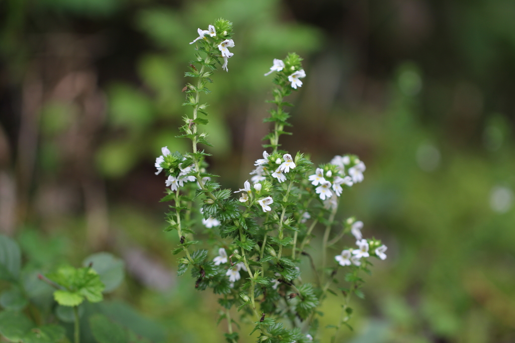 2021.09.04 큰산좁쌀풀 (25).JPG