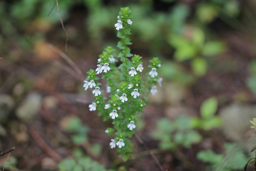 2021.09.04 큰산좁쌀풀 (18).JPG