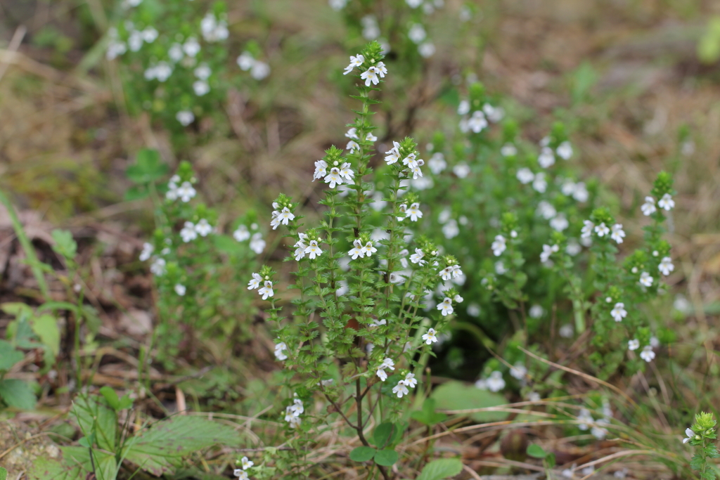 2021.09.04 큰산좁쌀풀 (12).JPG