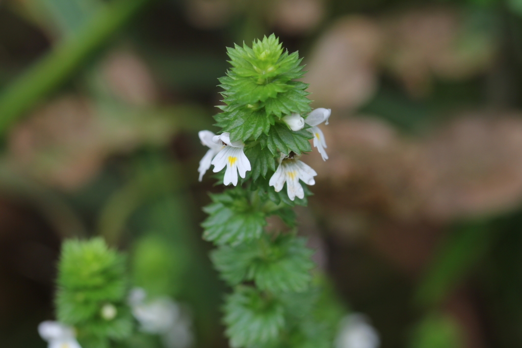 2021.09.04 큰산좁쌀풀 (4).JPG