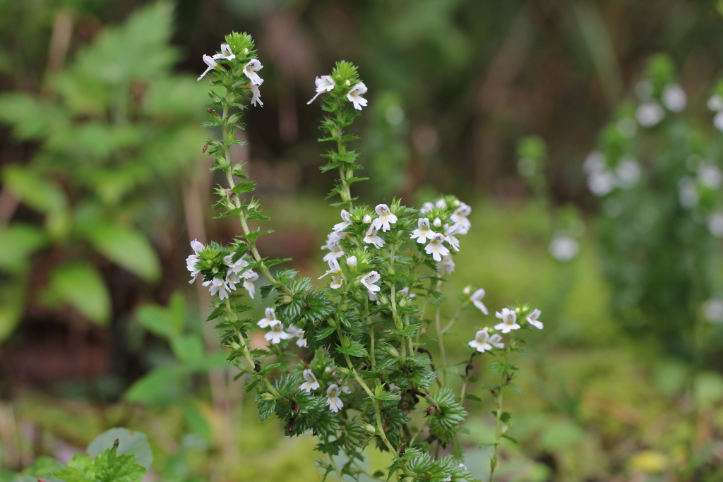 2021.09.04 큰산좁쌀풀 (8).JPG
