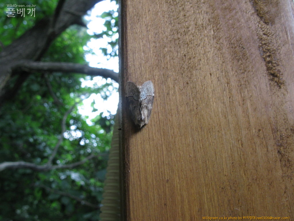 20120606 226.jpg : 밤동무3