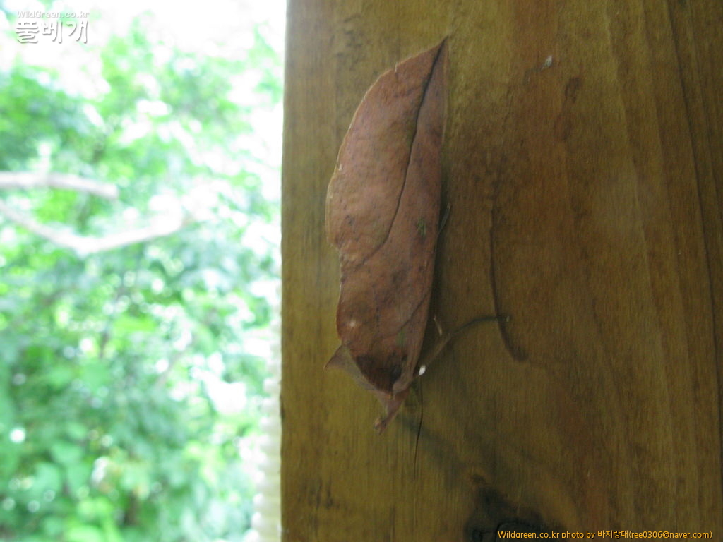 20120606 229.jpg : 밤동무3