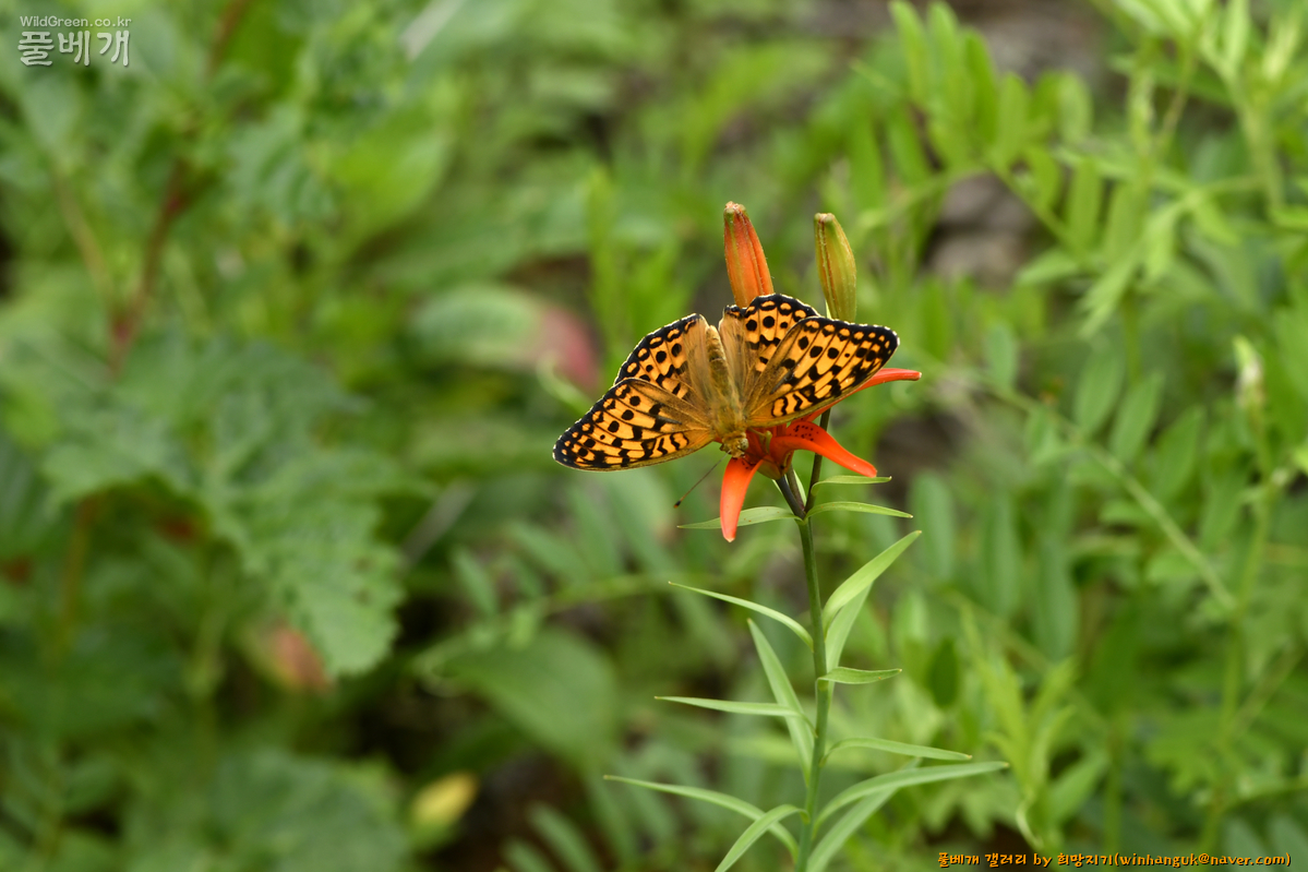 하늘나리 은점표범나비2.jpg