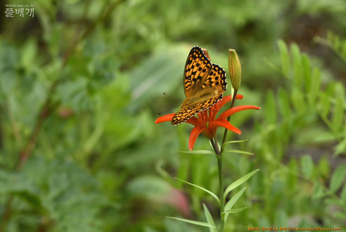 하늘나리 은점표범나비4.jpg