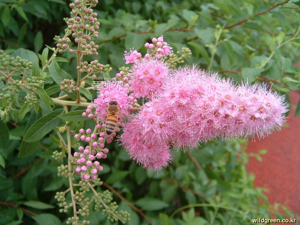 DSCF0033.JPG : 꼬리조팝나무