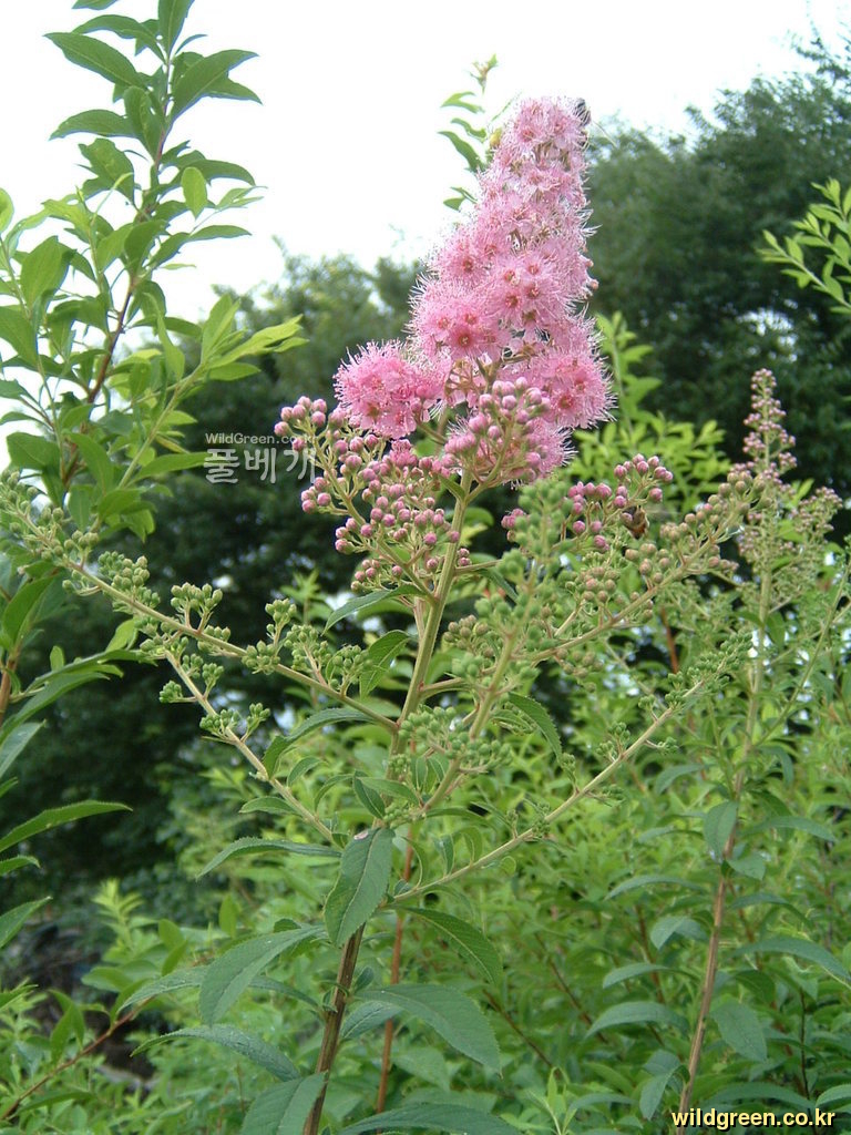 DSCF0037.JPG : 꼬리조팝나무